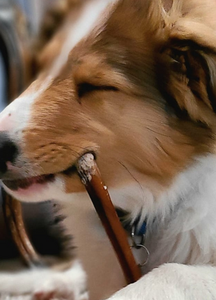 6 Inch Standard Bully Stick