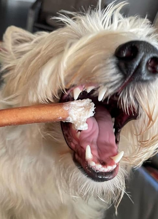 6 Inch Standard Bully Stick