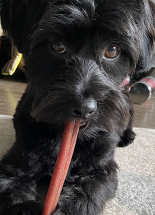 6 Inch Standard Bully Stick