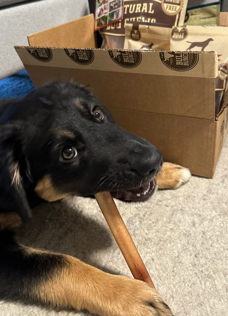 6 Inch Thick Bully Stick