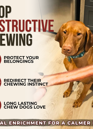6 Inch Jumbo Bully Stick