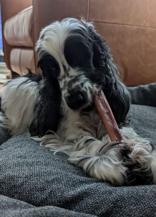 5-6 Inch Champion Chew