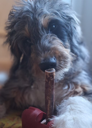 5-6 Inch Champion Chew