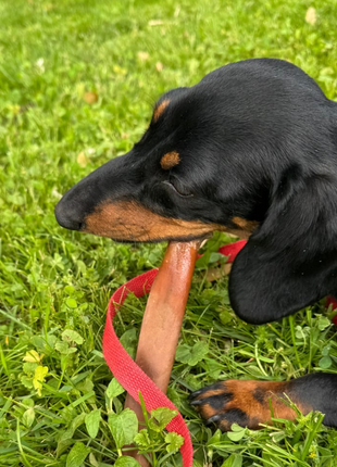 5-6 Inch Collagen Stick