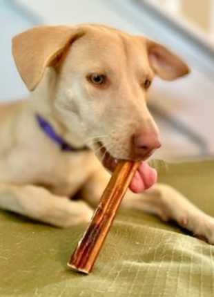 6 Inch Jumbo Bully Stick