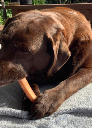 6 Inch Jumbo Bully Stick