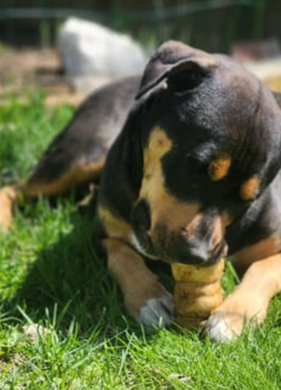 5-6 Inch Peanut Butter Cheek Roll