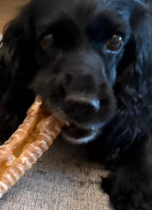 6 Inch Beef Trachea