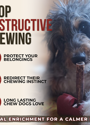 5-6 Inch Champion Chew