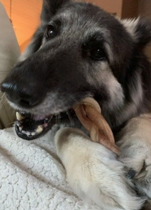 6 Inch Jumbo Braided Bully Stick