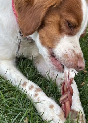 6 Inch Standard Braided Bully Stick