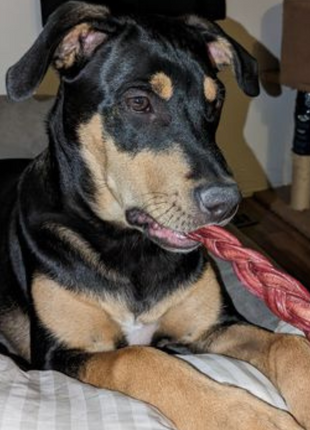 6 Inch Standard Braided Bully Stick