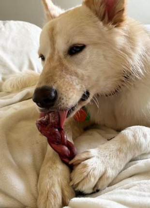 6 Inch Thick Braided Bully Stick