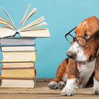 Ultimate Dog Behaviour Training Online Bundle, 10 Certificate Courses