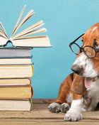 Ultimate Dog Behaviour Training Online Bundle, 10 Certificate Courses