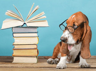 Ultimate Dog Behaviour Training Online Bundle, 10 Certificate Courses