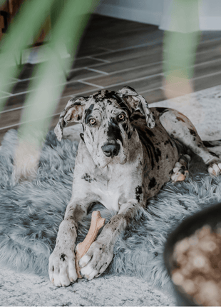 PupRug by Paw.com® Faux Fur Orthopedic Dog Bed - Curve Charcoal Grey