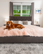 PupProtector™ Waterproof Throw Blanket - Blush Pink