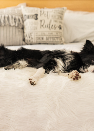 PupProtector™ Waterproof Throw Blanket - Polar White