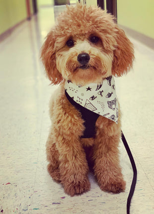 "Adventure" Dog Bandana