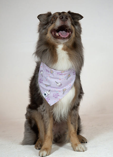 Birthday Girl & Gotcha Day Dog Bandana