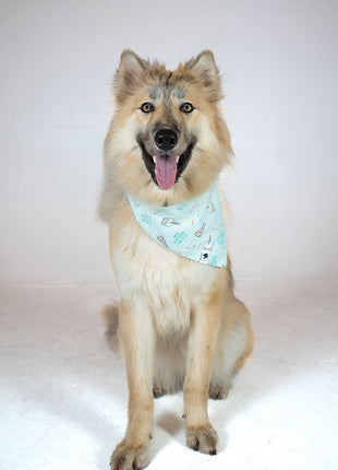 Birthday Boy & Gotcha Day Dog Bandana