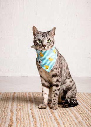 Sunny Side Dog Bandana
