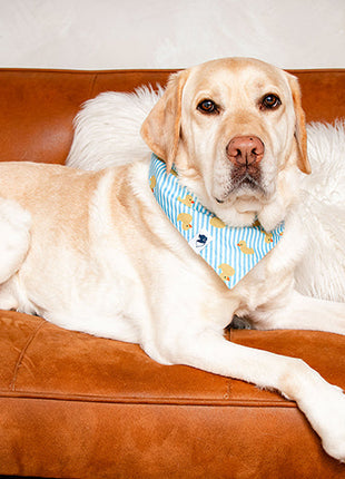 Sunny Side Dog Bandana