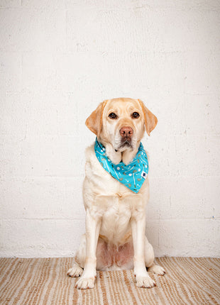 Tee Time Dog Bandana