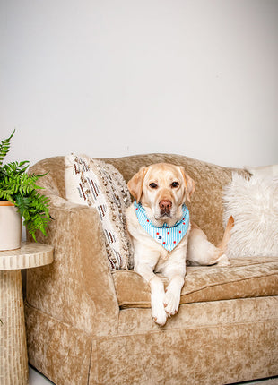 American Summer Dog Bandana & Matching Scrunchie Set