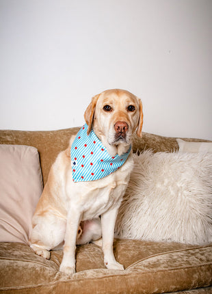 American Summer Dog Bandana & Matching Scrunchie Set