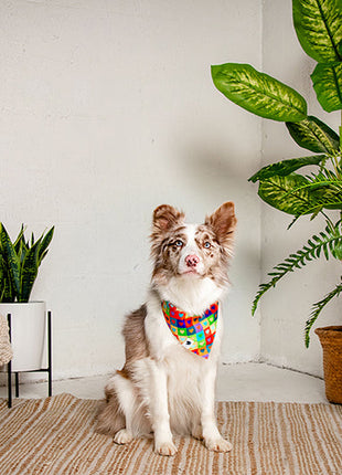 Love Wins Dog Bandana
