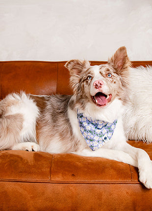 Lavender Dog Bandana