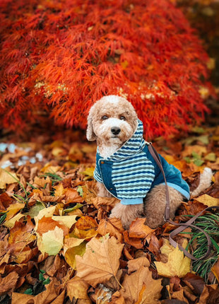 Parisian Pet 'Denim Striped' Hoodie, Blue for Dogs & Cats – Soft, Stylish Pet Apparel