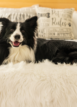 PupProtector™ Waterproof Throw Blanket - Polar White