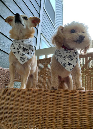 "Adventure" Dog Bandana