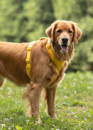 Yellow - Velvet Dog Harness
