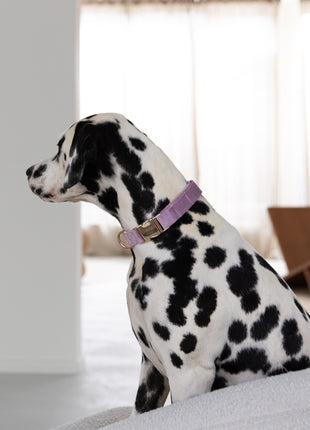 'Lilac' - Velvet Dog Collar