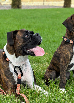 Adventure Style Flat Weave Climbing Rope Martingale Dog Collar