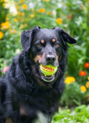 Happy Tennis Ball - Pup List