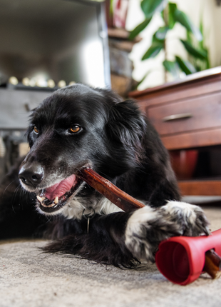 Bully Stick Safety Holder