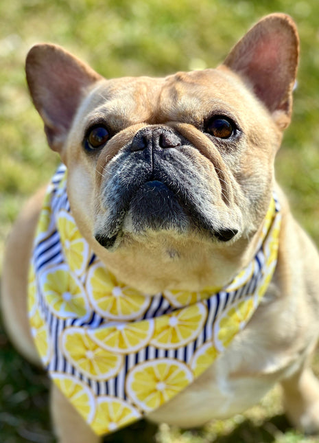 Lemon Dog Bandana