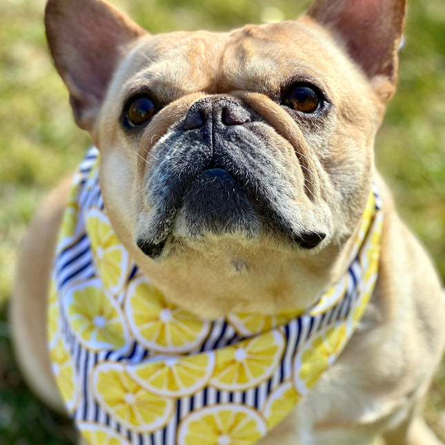 Lemon Dog Bandana