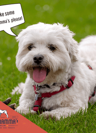 Dog Mamma's Organic Apple Cranberry Recipe - USDA Organic Certified Dog Treats