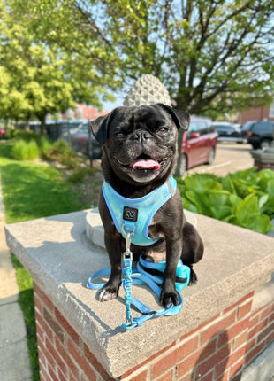 3-in-1 City Dog Leash - Ocean