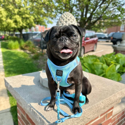 3-in-1 City Dog Leash - Ocean