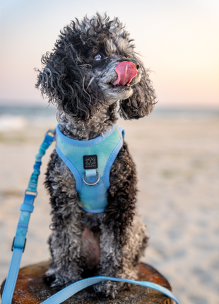 The Summer AIR Harness - Ocean