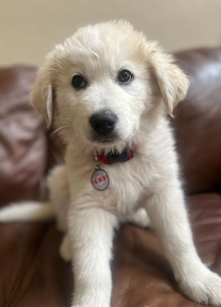 PetHub QR Pet ID Tag – Absent Without a Leash (AWOL)