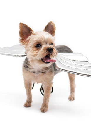 Angel Wing