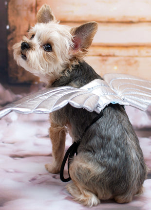 Angel Wing